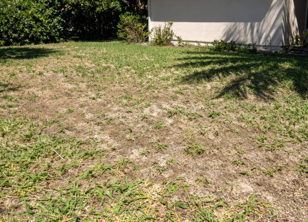 Florida-Dead-Grass | Connolly Landscaping A patchy Florida lawn with sparse grass and wide bare spots of dry soil, shaded by trees beside a house wall.
